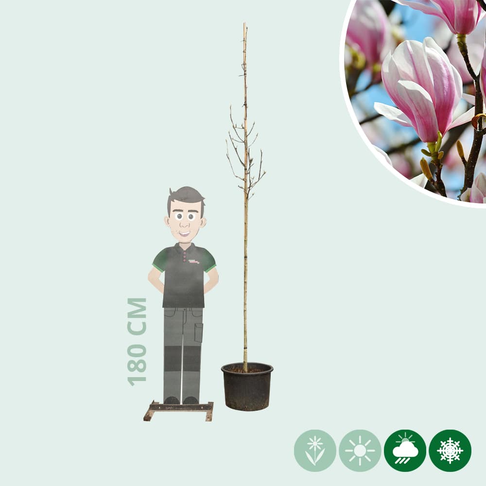 Magnolia soulangeana op stam