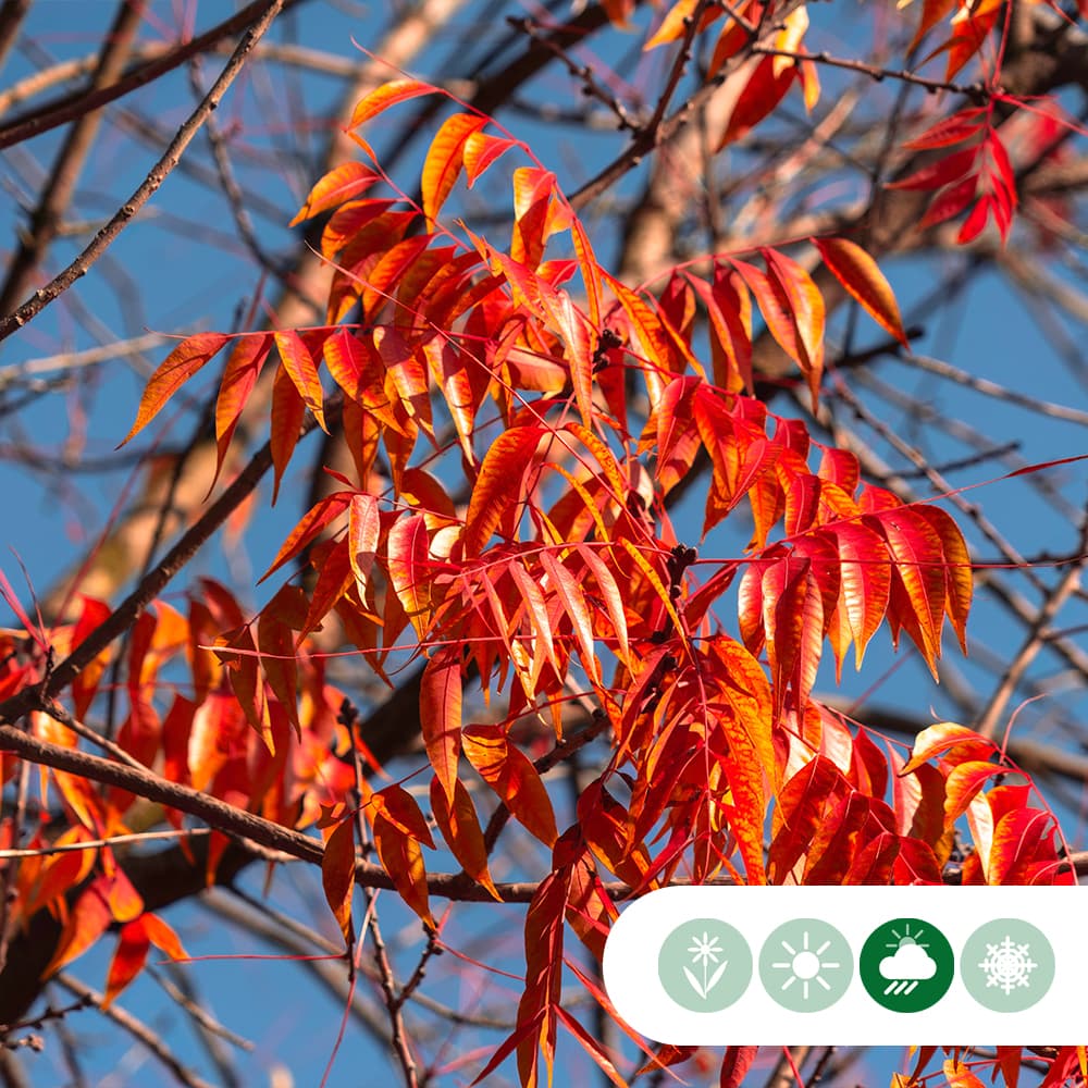 Chinese pistache hoogstam