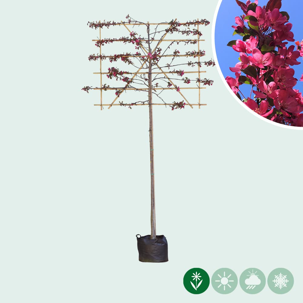 Rode sierappel leiboom 180 cm