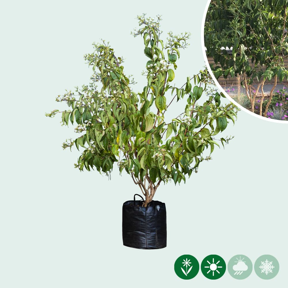 Zevenzonenboom meerstammig