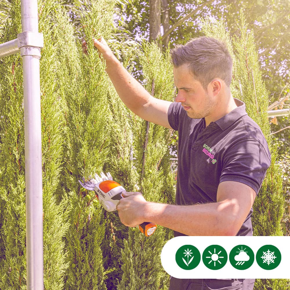Italiaanse cipresboom 175 cm