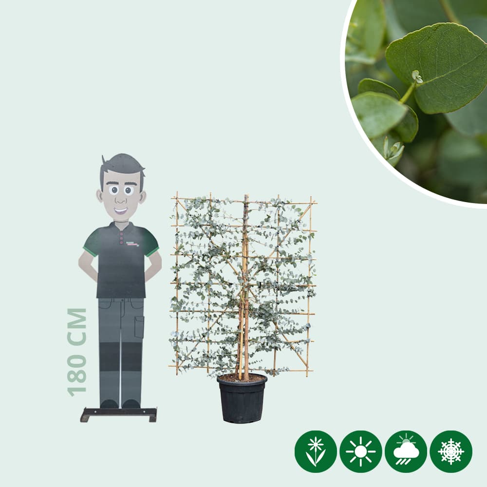 Eucalyptus haagelement