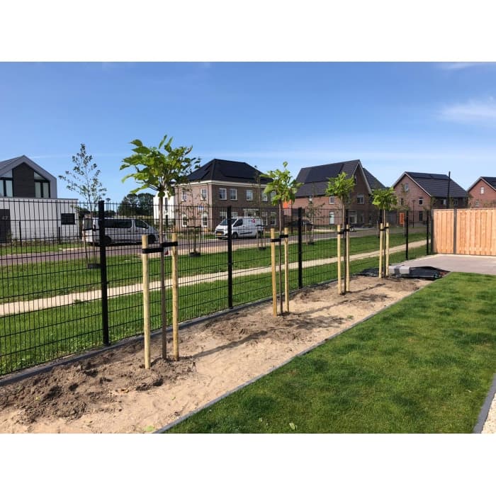 Bolcatalpa 220 cm stamhoogte