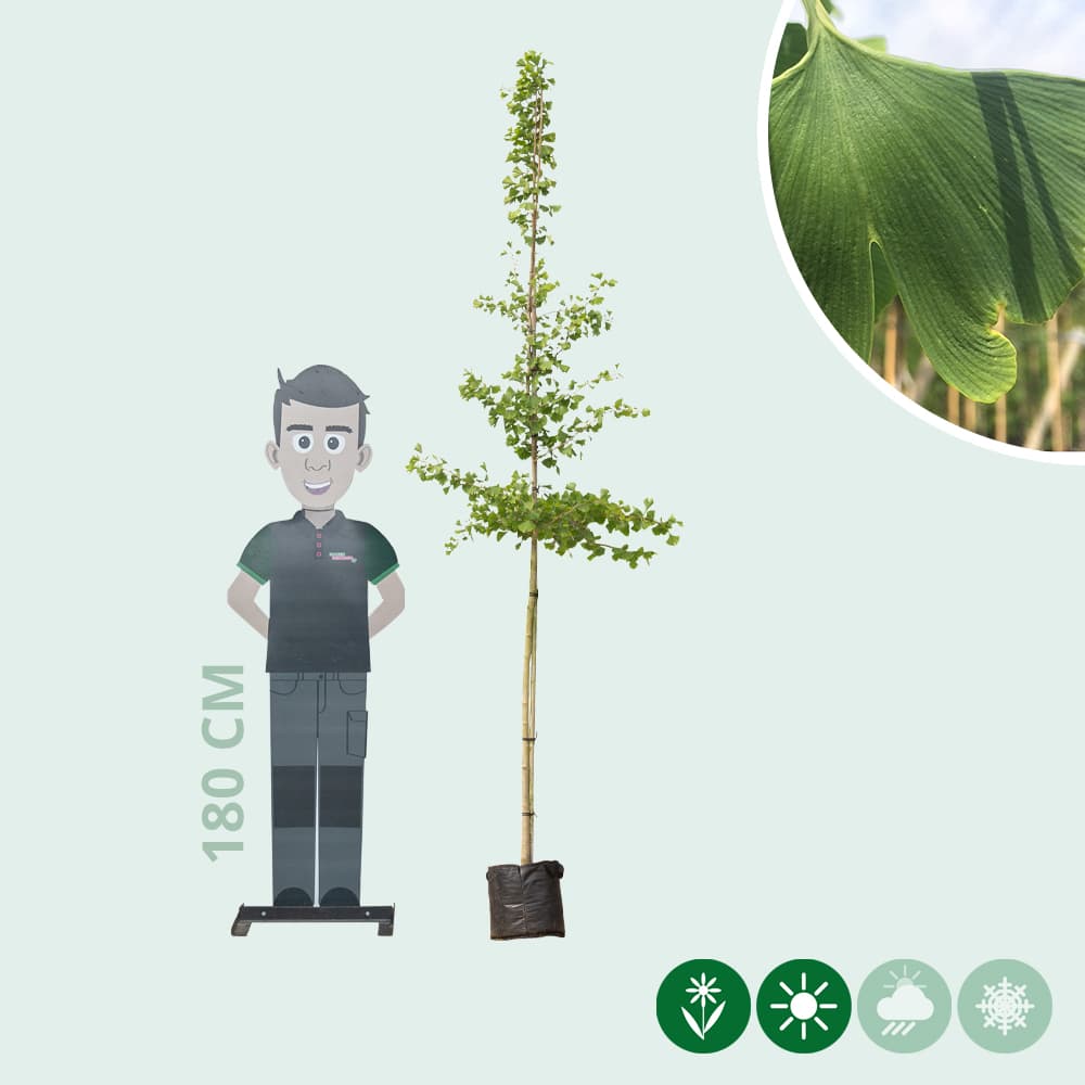 Japanse notenboom
