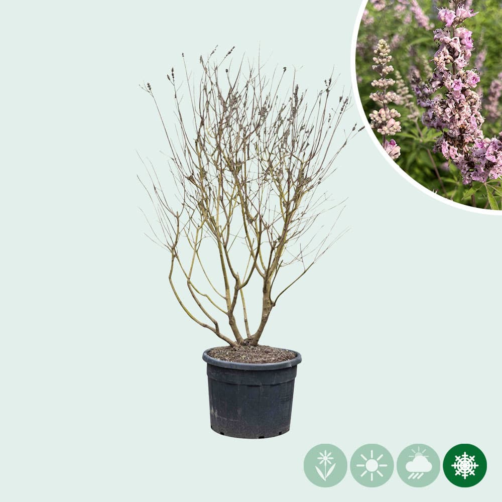 Roze kuisheidsboom meerstammig