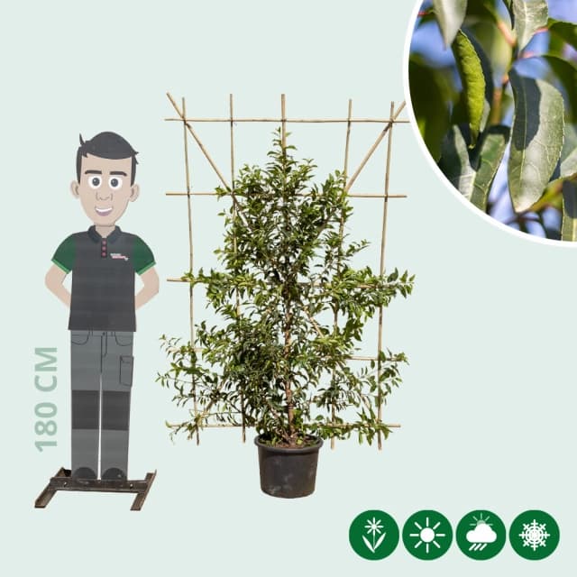 Portugese laurier haagelement 150 cm totaalhoogte