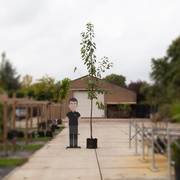 Prunus a 'Varikse zwarte'