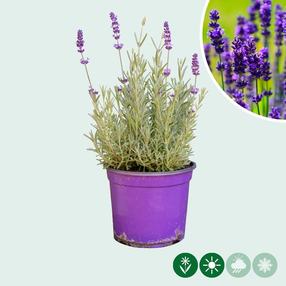 Lavendel 'Hidcote'
