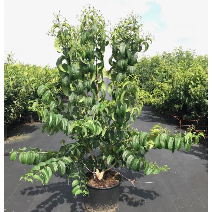 Zevenzonenboom solitair