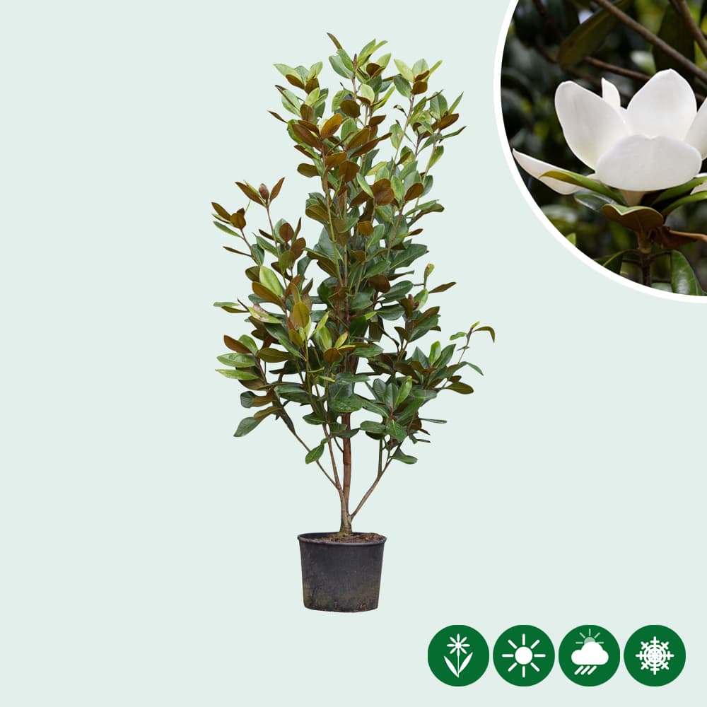 Magnolia grandiflora solitair