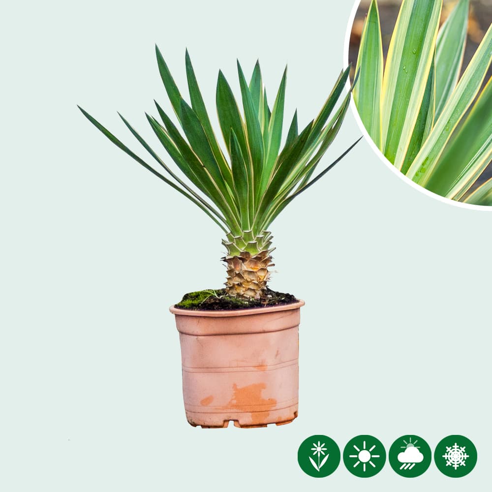 Palmlelie 'variegata'