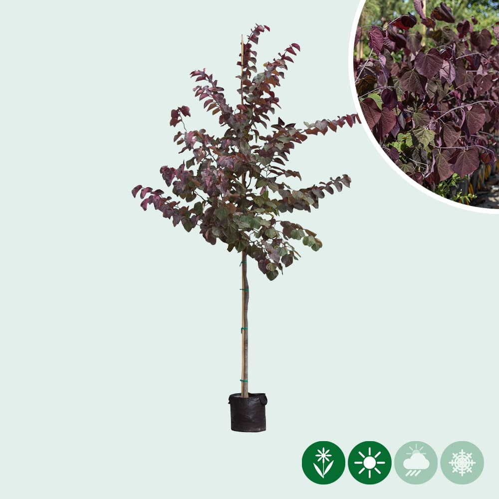 Judasboom 'Forest Pansy' hoogstam