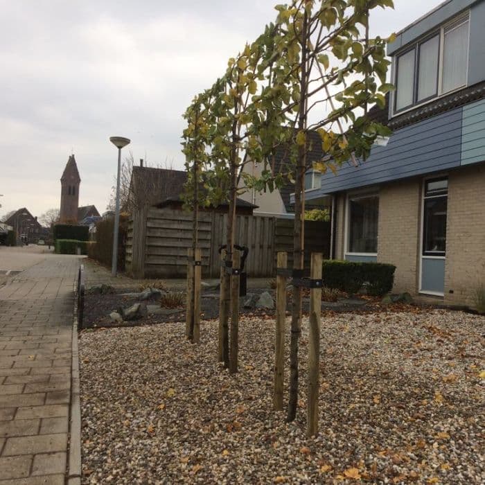 Sierpeer leiboom 200 cm