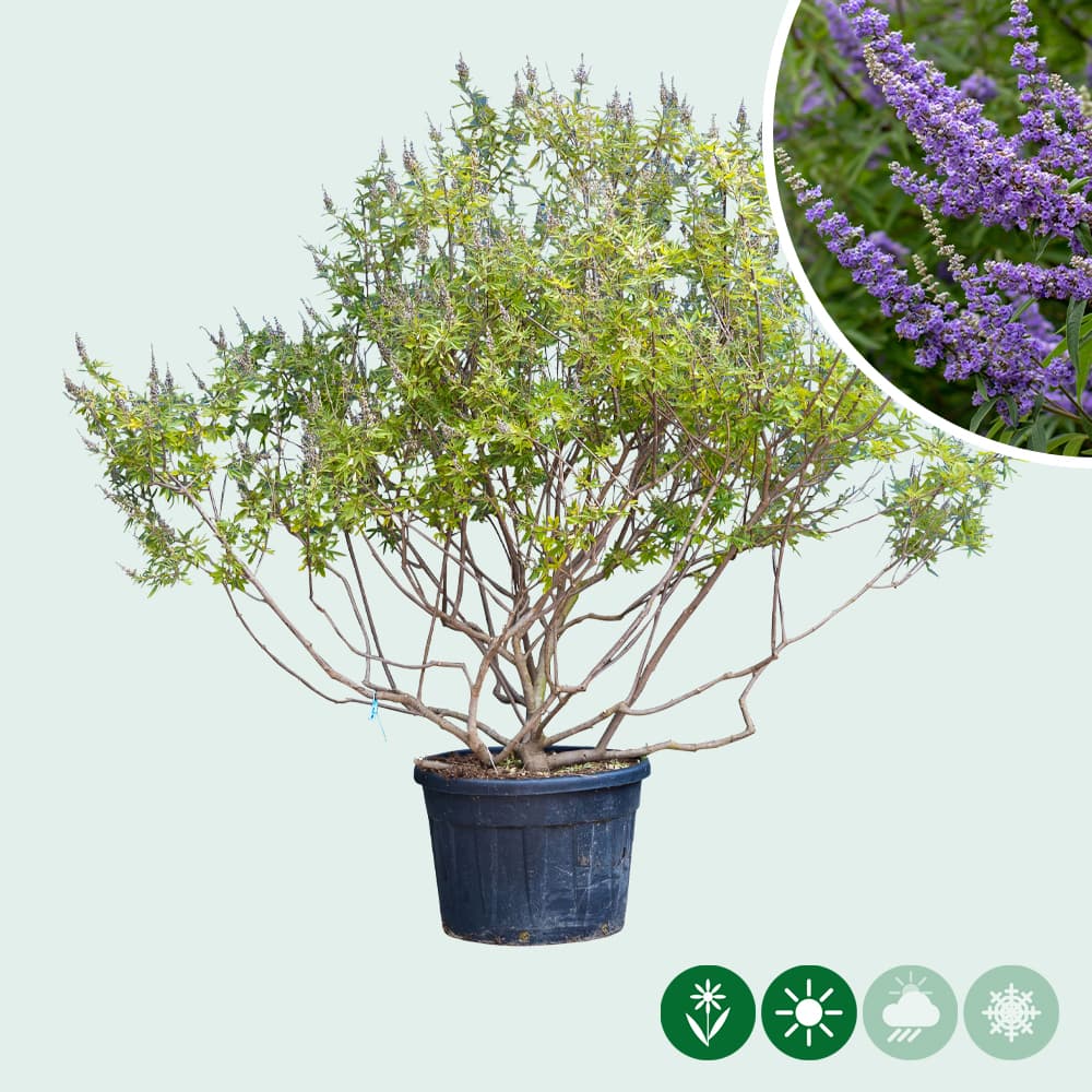 Kuisheidsboom meerstammig