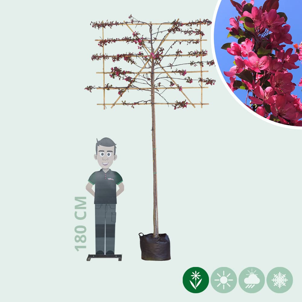 Rode sierappel leiboom 200 cm