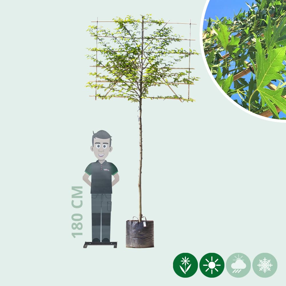 Zuil leihaagbeuk 180 cm