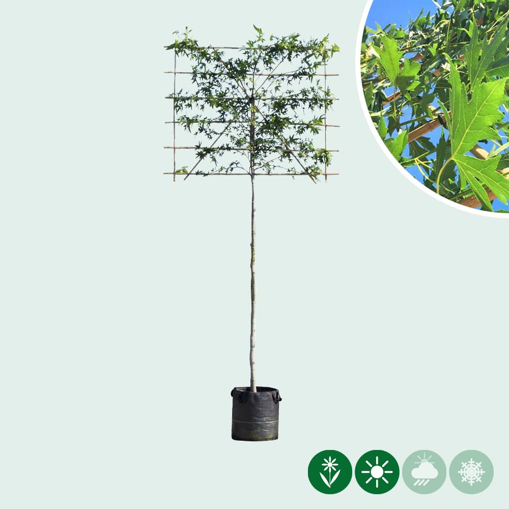Lei amberboom 180 cm