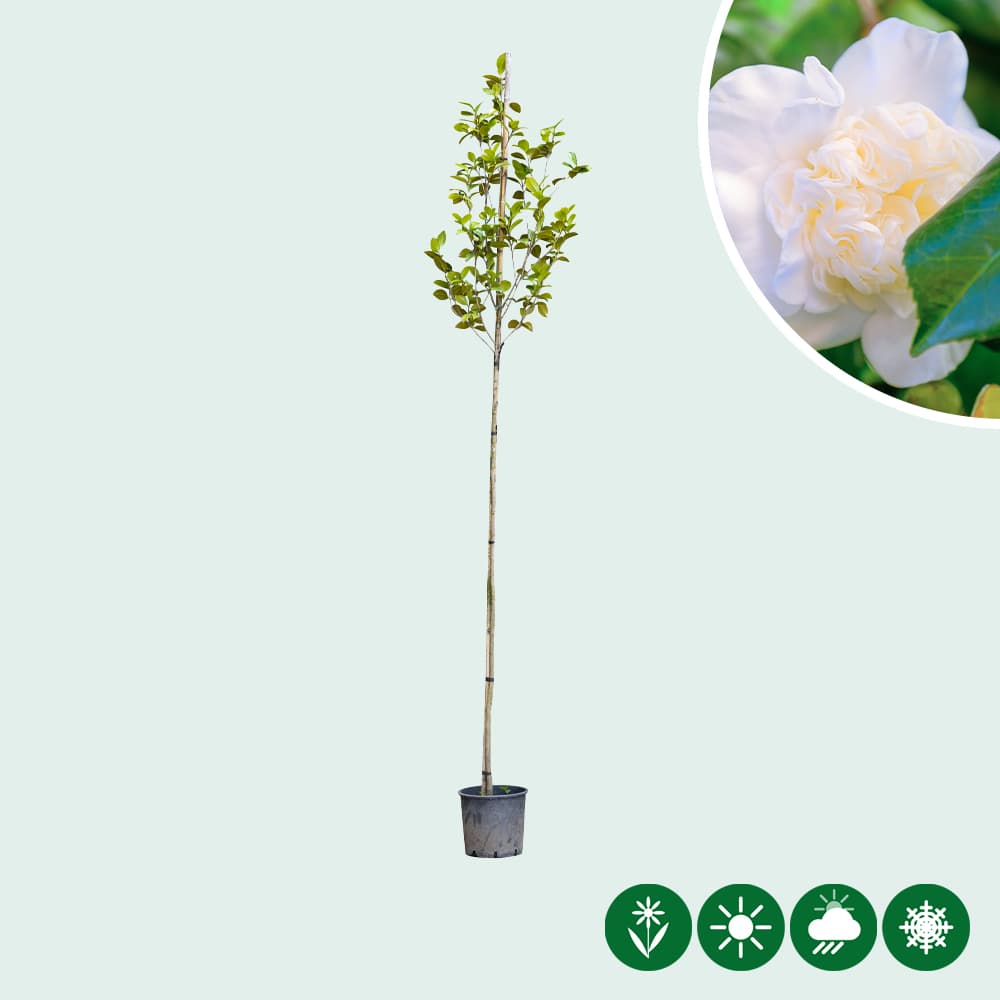 Camelia 'Snowball' hoogstam