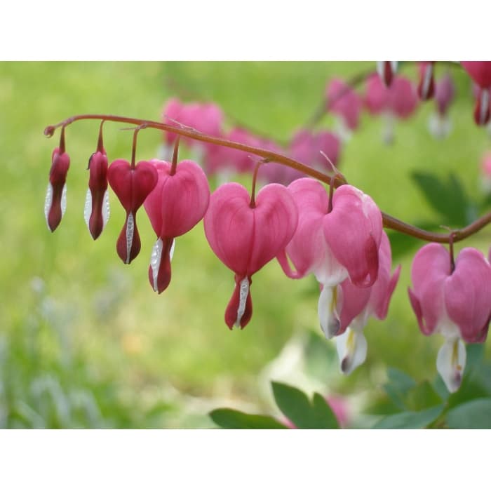Gebroken hartje 'Spectabilis'