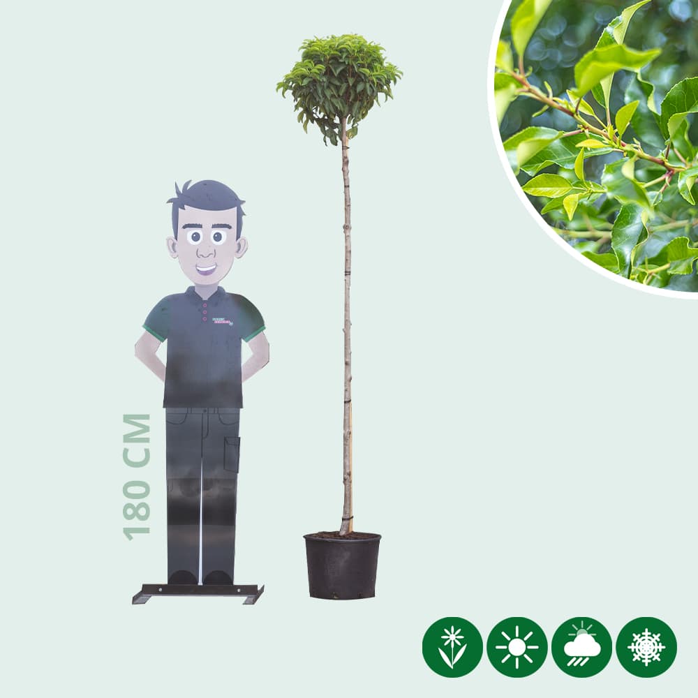 Portugese laurier bolvorm 180 cm stamhoogte