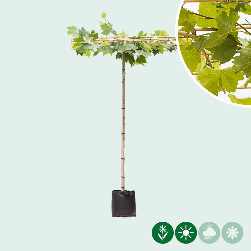 Plataan vierkant dak 200-220 cm stamhoogte