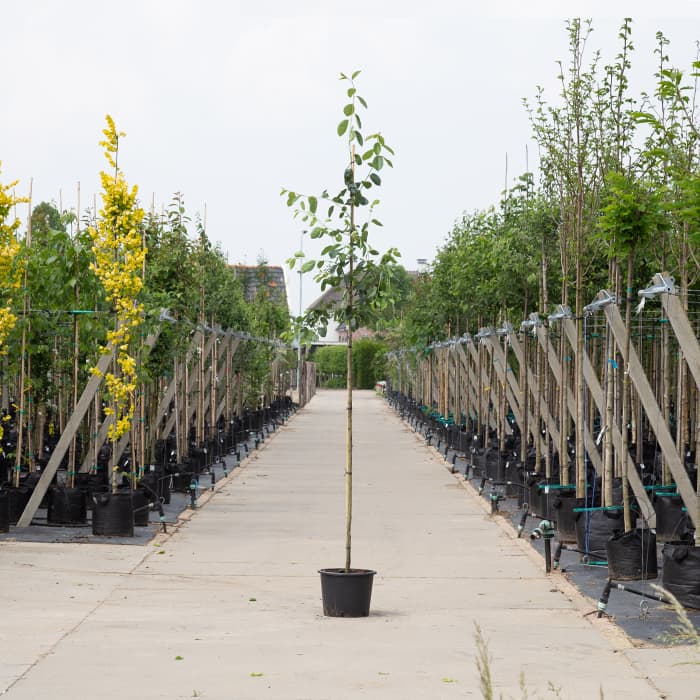 Krentenboom Robin Hill 2
