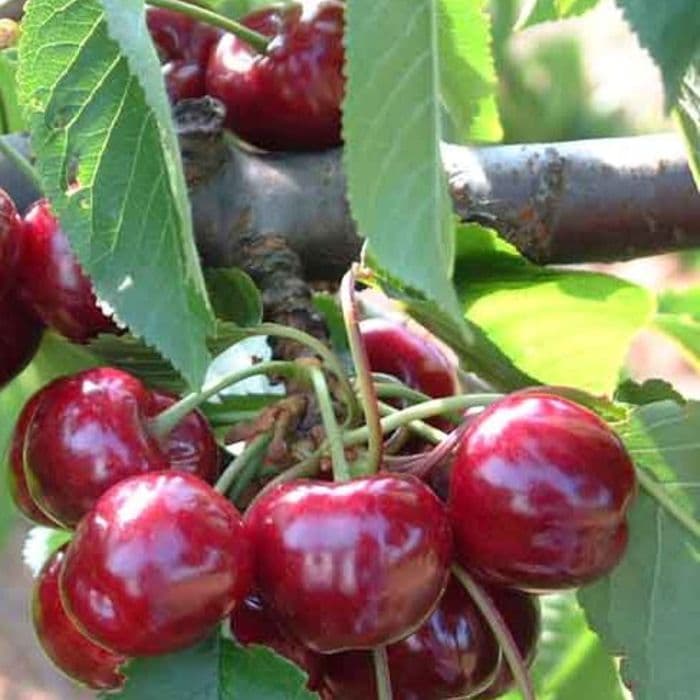 Prunus avium 'Bigarreau Burlat'
