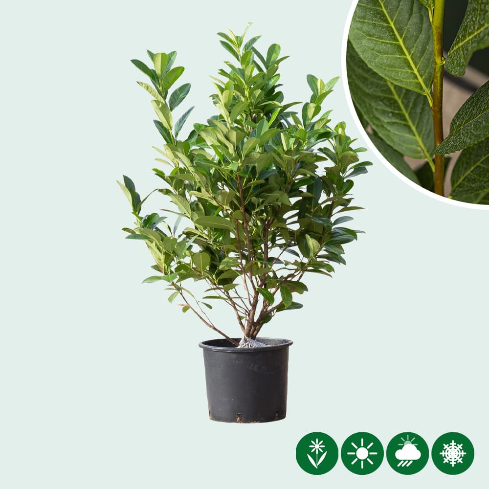 Laurierhaag 'Rotundifolia' 100 cm