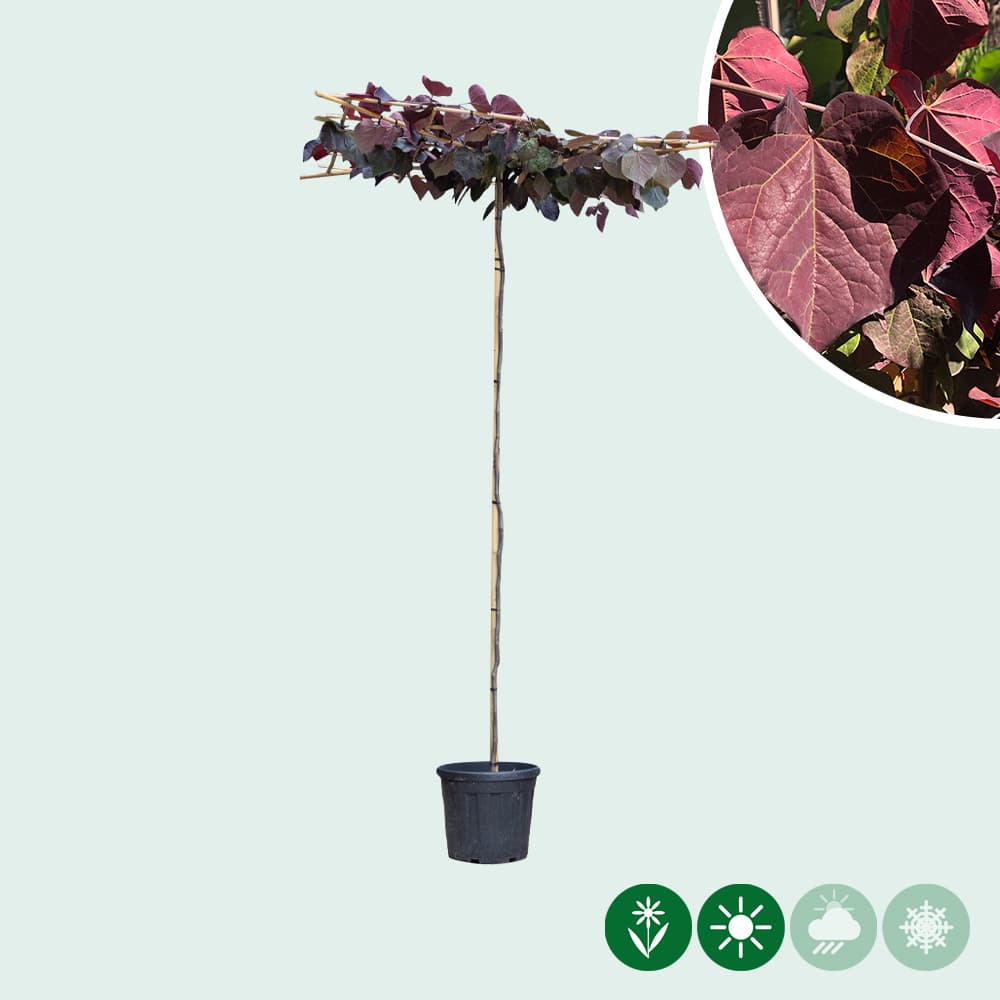 Judasboom 'Ruby Falls' dakboom