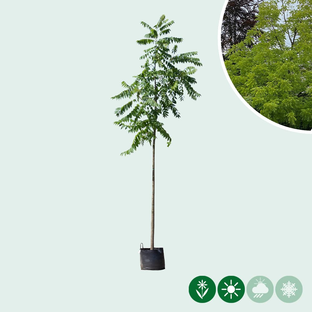 Zwarte walnotenboom