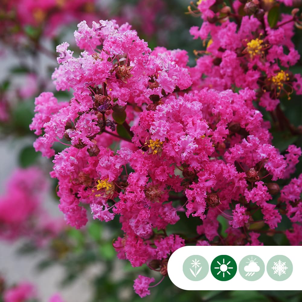 Lagerstroemia 'Enduring Pink'