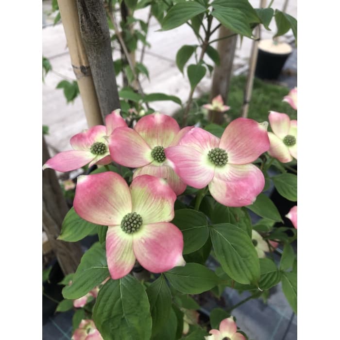 Kornoelje 'Stellar Pink' laagstam