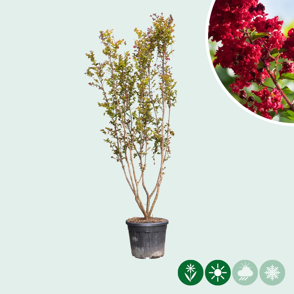 Lagerstroemia Indica 'Dynamite' meerstammig