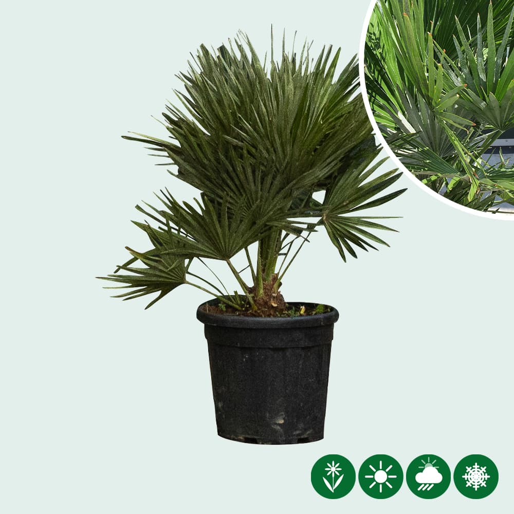 Dwergpalm 'Vulcano'