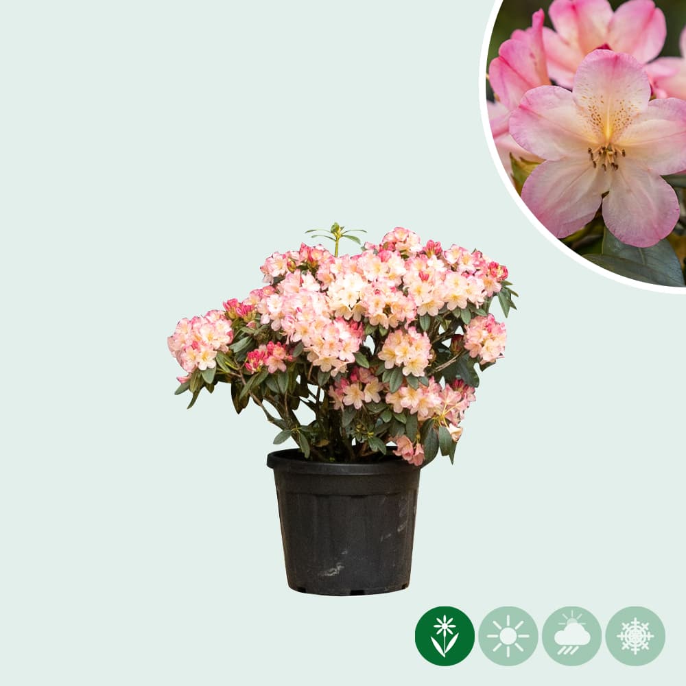 Rhododendron Percy wiseman