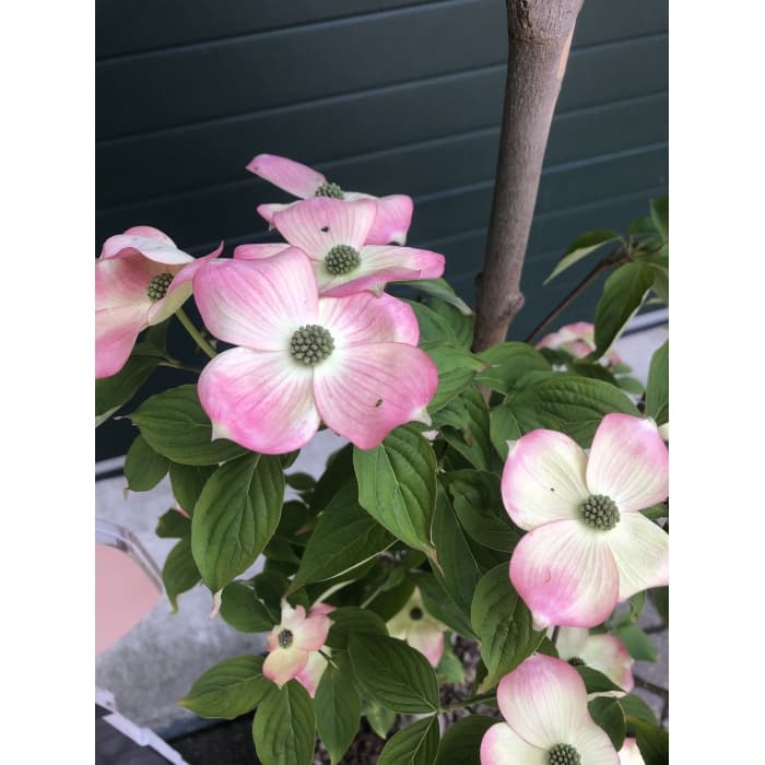 Kornoelje 'Stellar Pink' laagstam