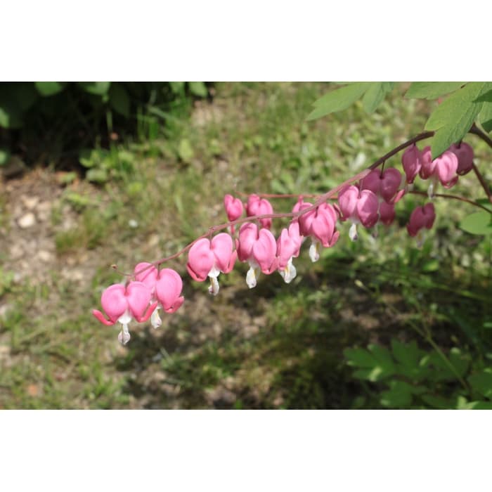 Gebroken hartje 'Spectabilis'