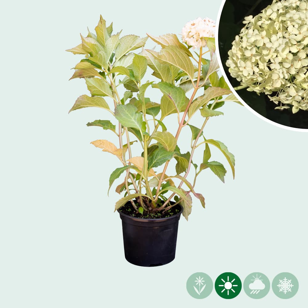 Hortensia Annabelle