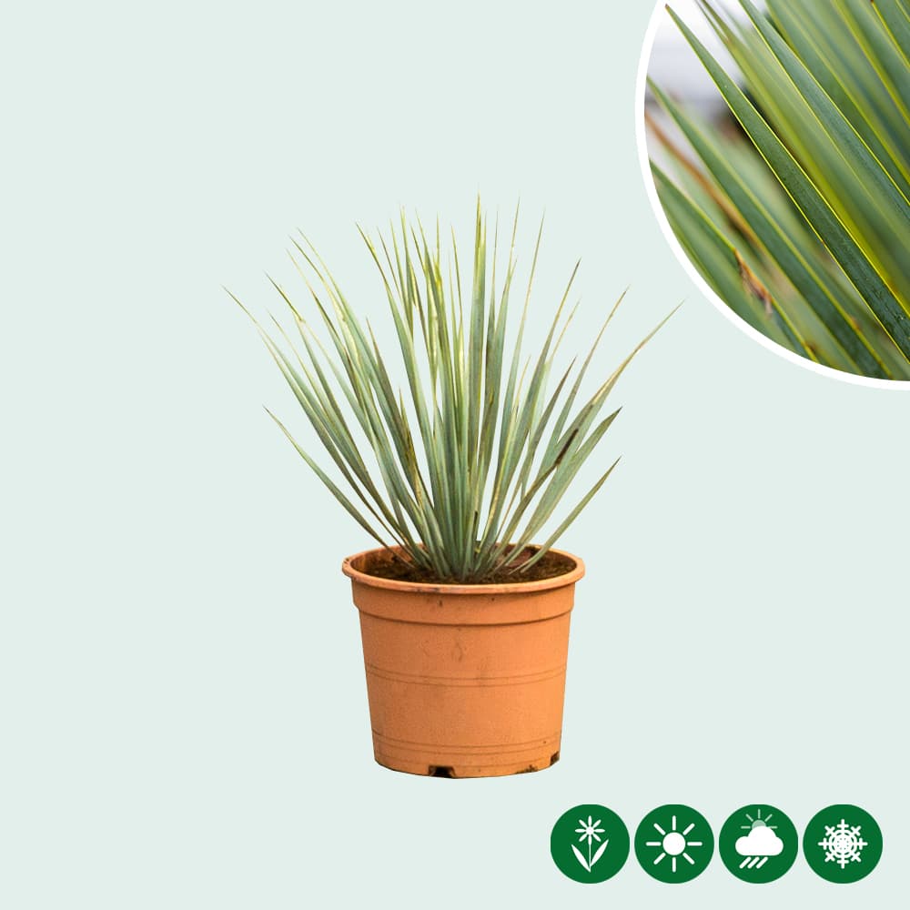 Yucca rostrata palmlelie