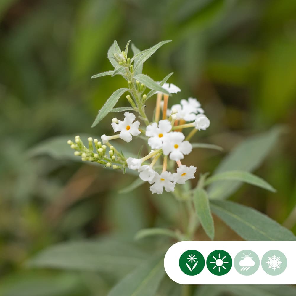 Vlinderstruik White Profusion
