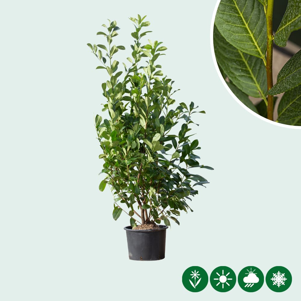 Laurierhaag 'Rotundifolia' 180 cm