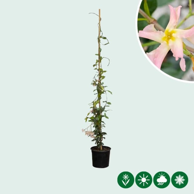 Klimplanten