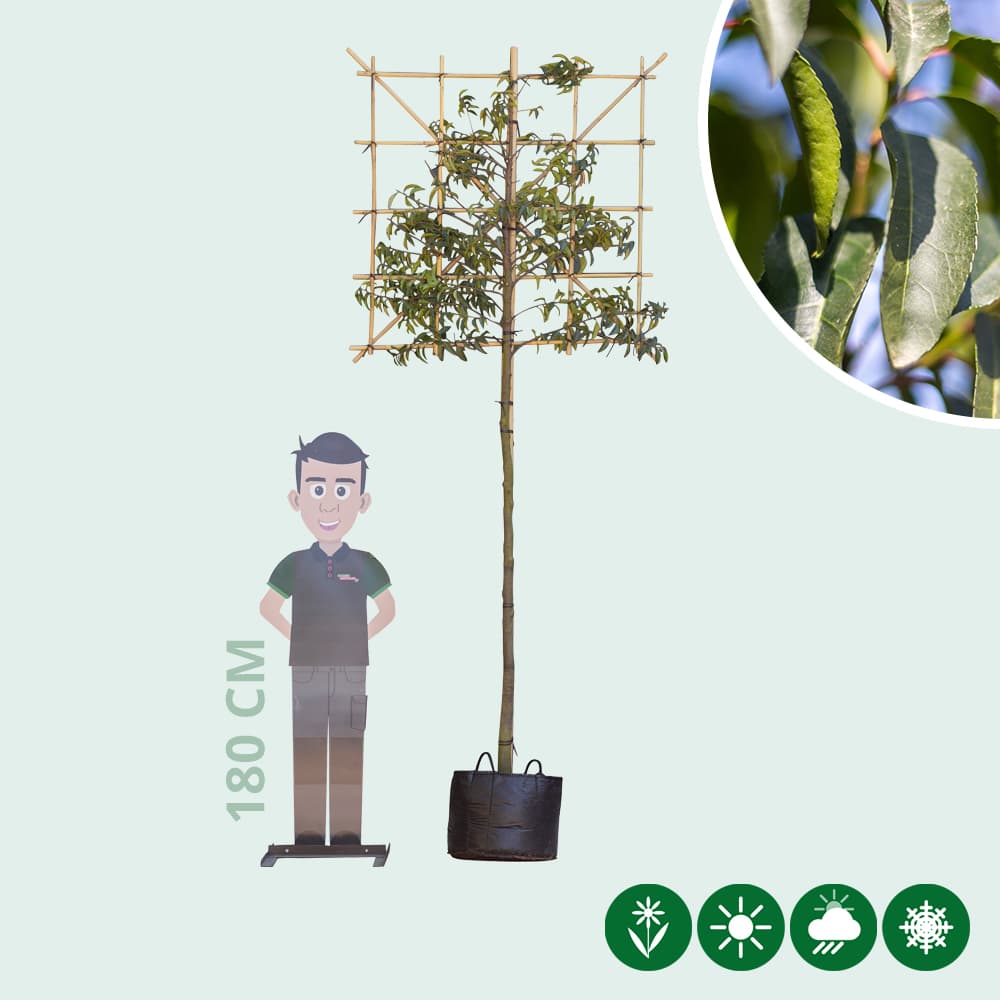 Portugese laurier leiboom 200 cm