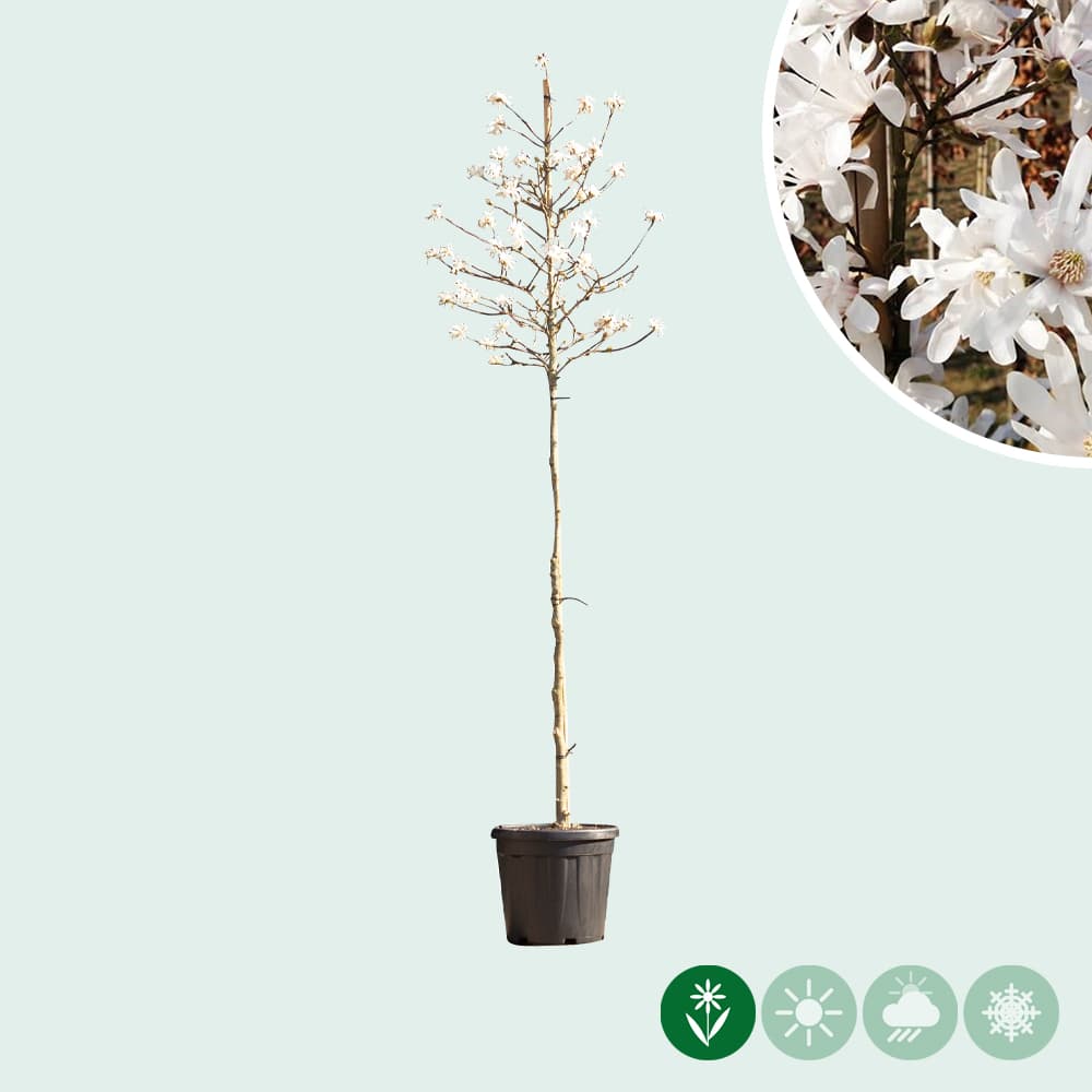Magnolia stellata