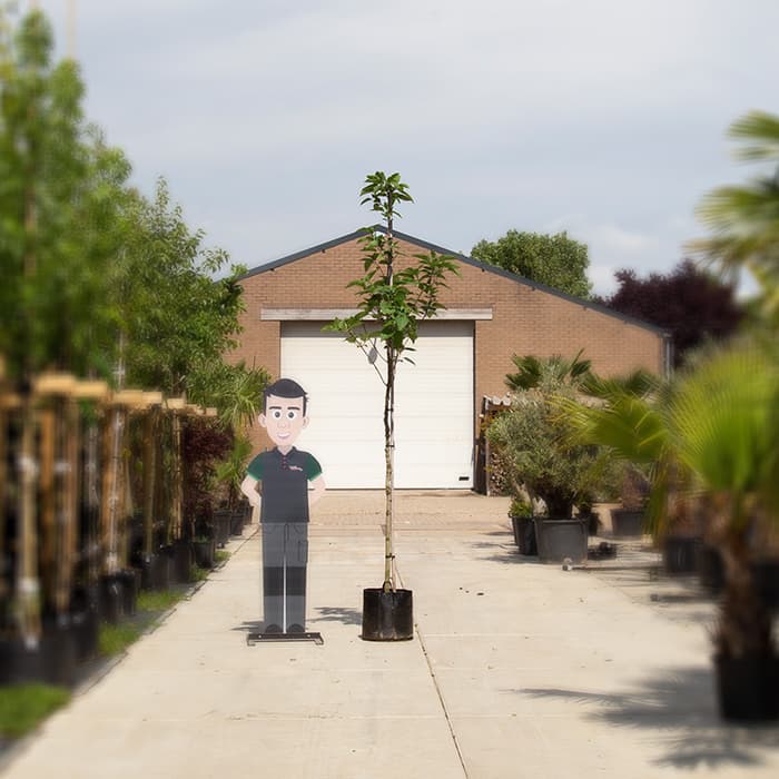 Pindakaasboom