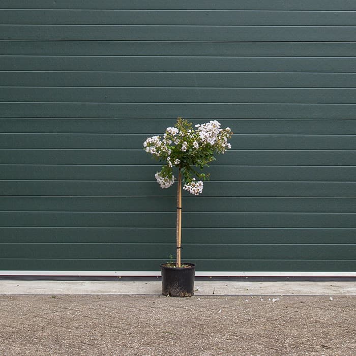 Lagerstroemia 'pixie white'