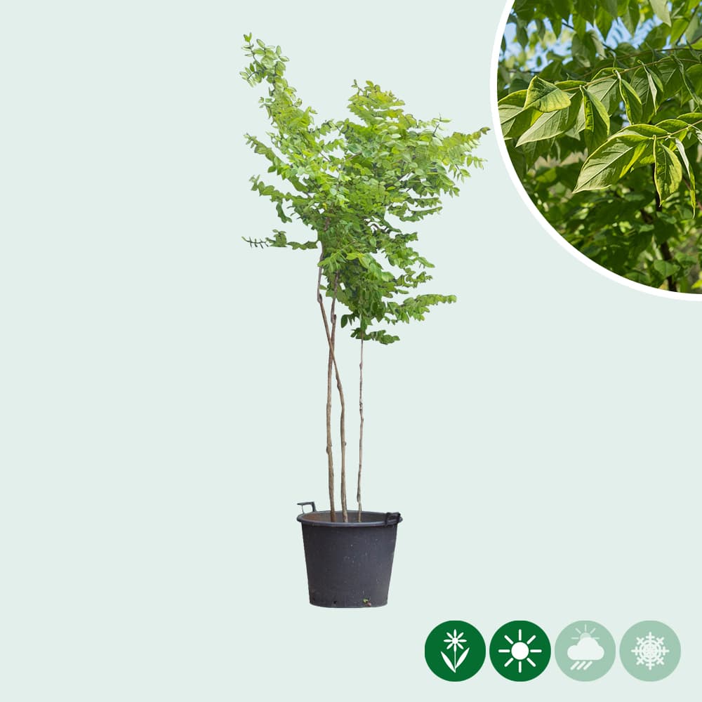 Doodsbeenderenbomen