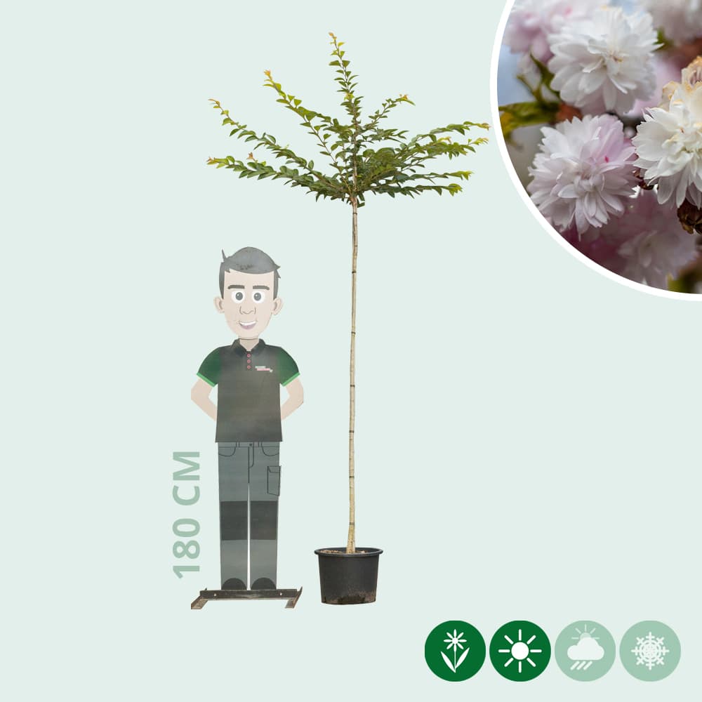 Japanse sierkers 'Autumnalis Rosea'