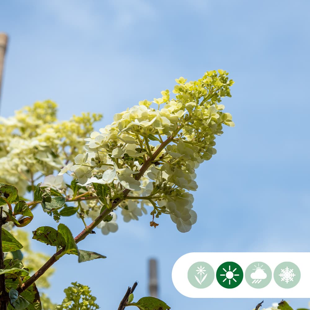 Hortensia 'Limelight' meerstammig