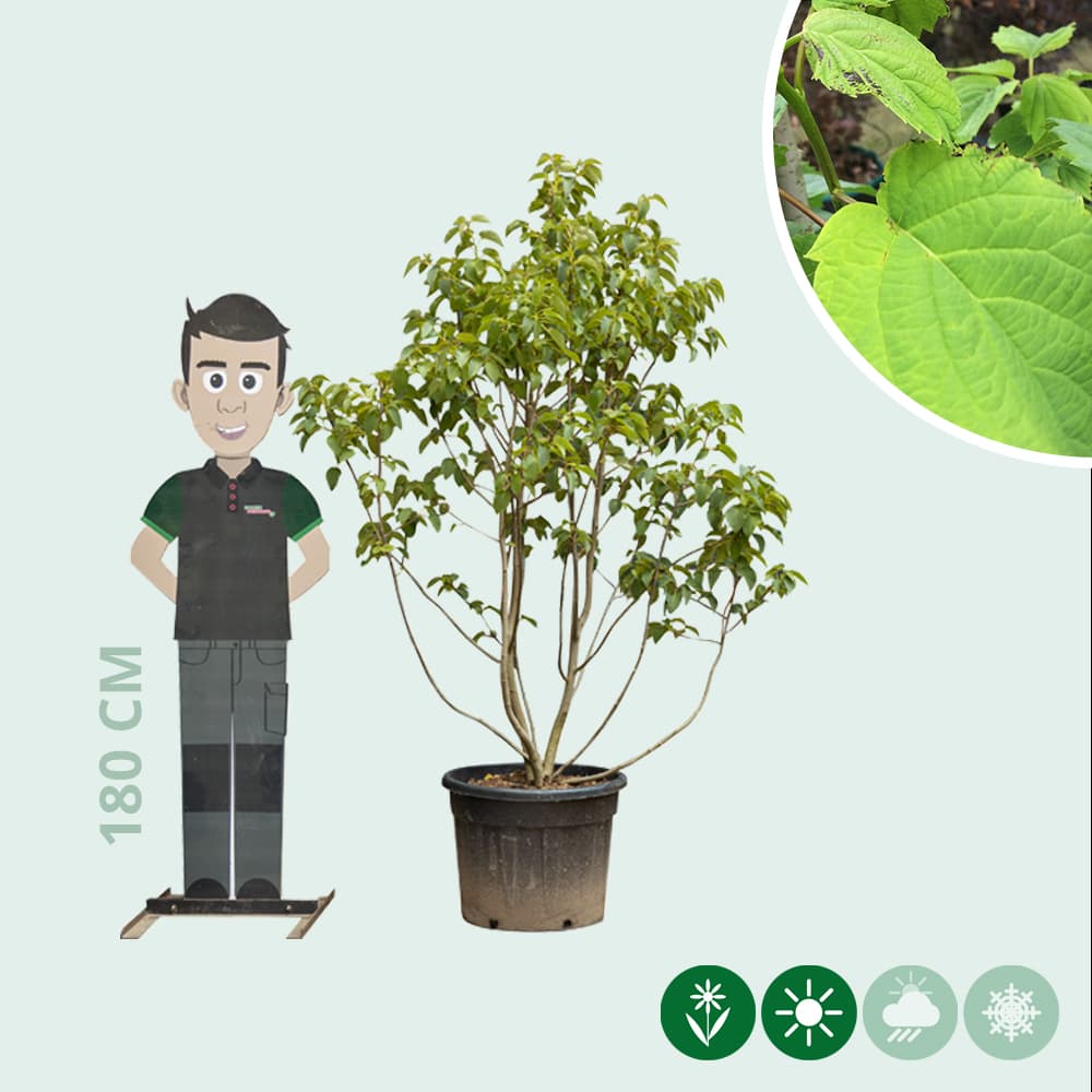 Zakdoekenboom meerstammig